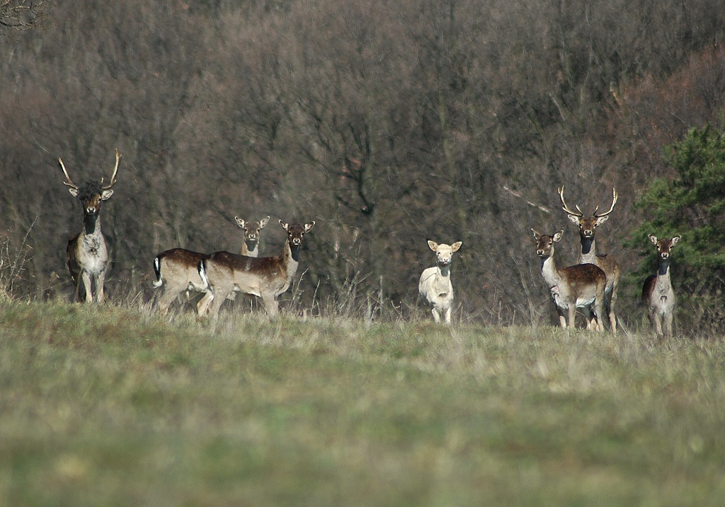 DSC_0055.jpg